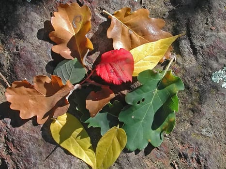 Colours