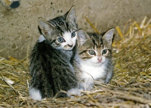 Sibling
