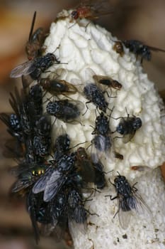 Fly Meeting Point