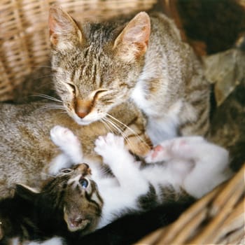 Basket,Farm