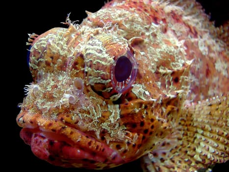 A red scorpionfish from the family of scorpionfish