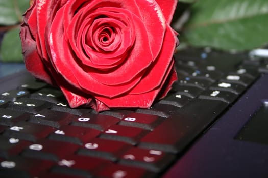 modern declaration of love