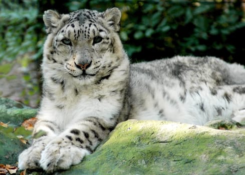 SNOW LEOPARD 1