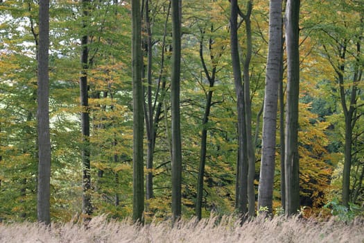 Beech forest in autumn