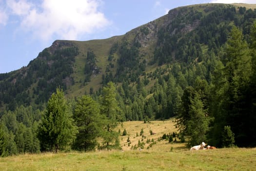 Alpine pasture