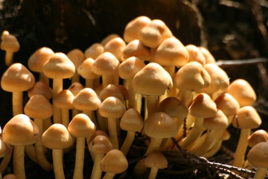 Mushroom assembly