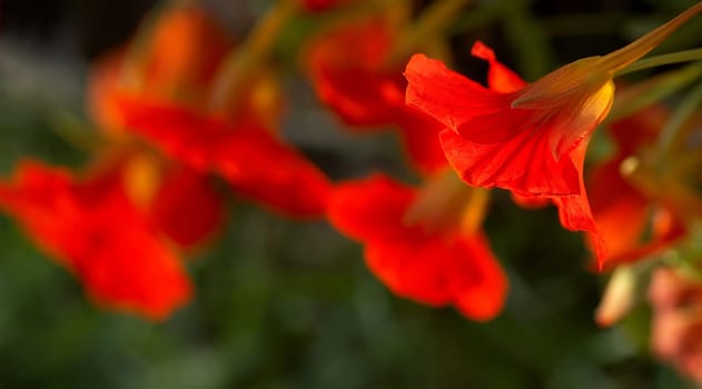 These pretty plants are not only beautiful to look at,all parts of the plant are also edible and even healthy. In the keywords you can read how they work :-) Taken on October 31st and even today it is still very beautiful.