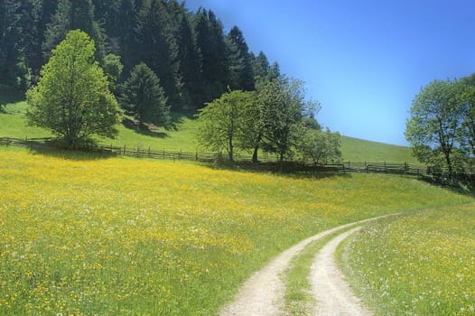 Upland meadow