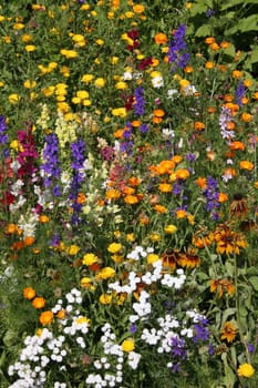 Garden flowers