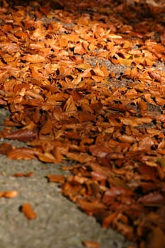 Leaves on the streets