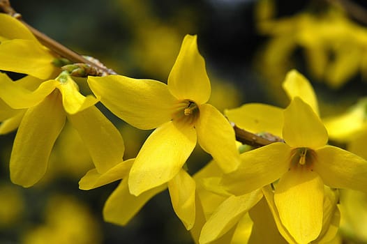 Forsythia 3