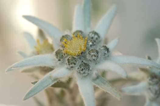 Edelweiss 2