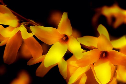 Forsythia 2