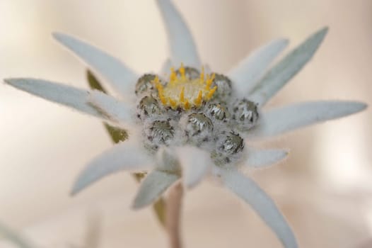 Edelweiss 1