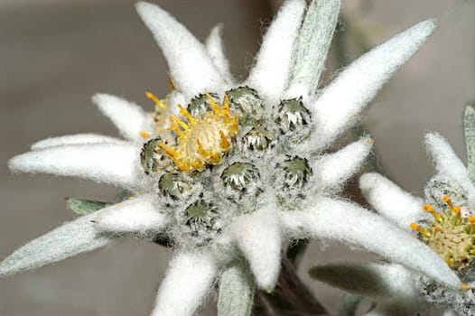 Edelweiss 3