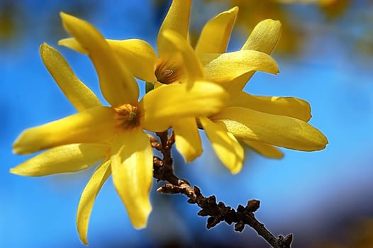 Forsythia 1