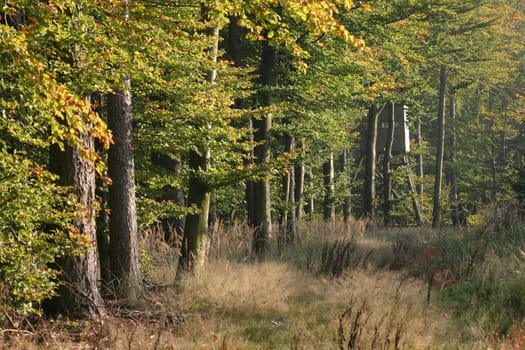 Early autumn in the forest