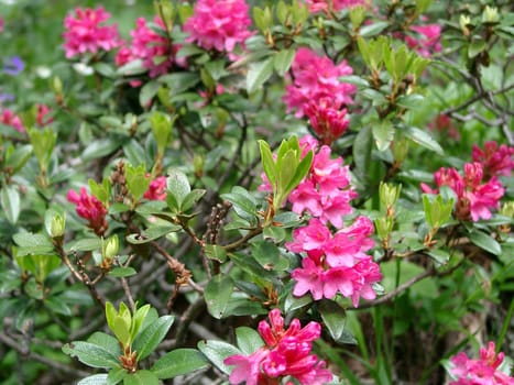 Alpine roses