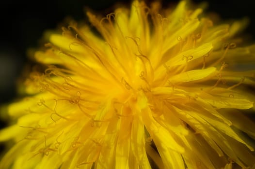 Dandelion 2