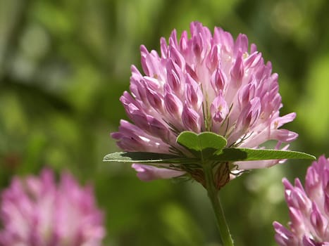 Meadow clover
