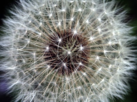 Dandelion 4