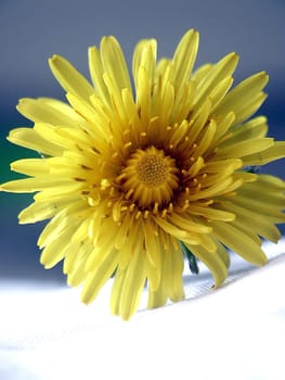 Dandelion 1