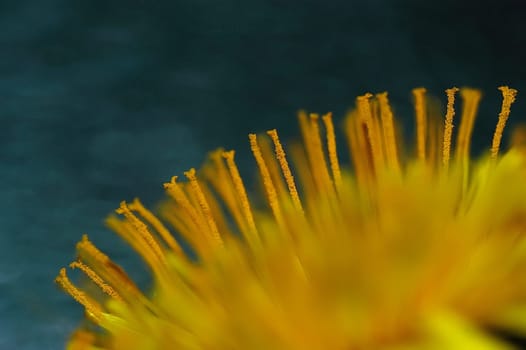 Dandelion 3