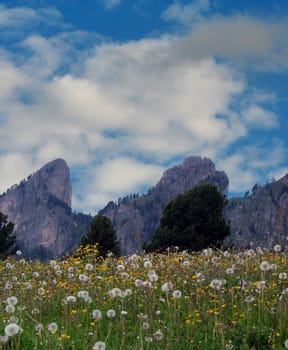Flower meadow