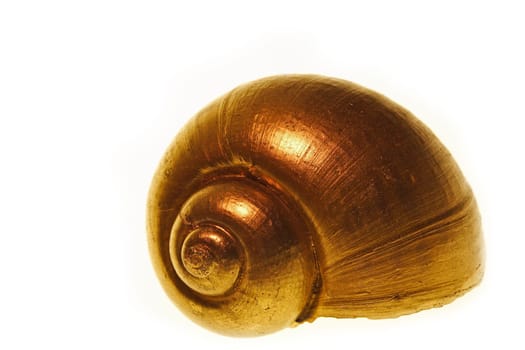 Snail-shell