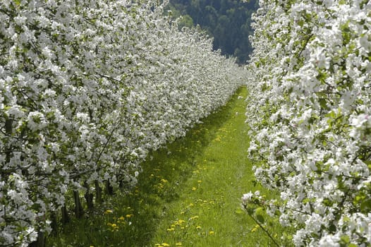 Apple Blossom 1