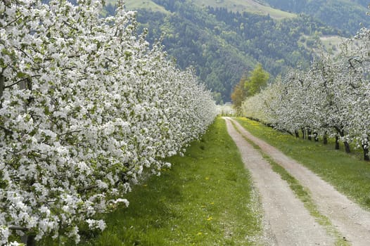 Apple Blossom 3