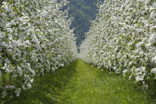 Apple Blossom 2