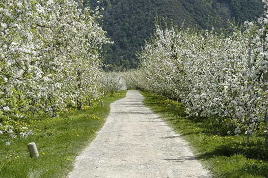 Apple Blossom 4