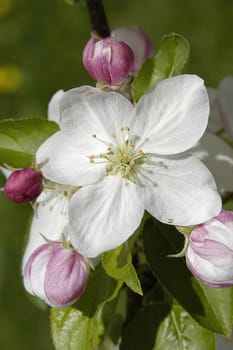Apple Blossom 6