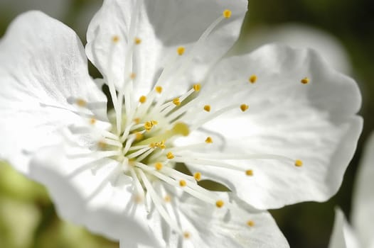 Apple Blossom 10