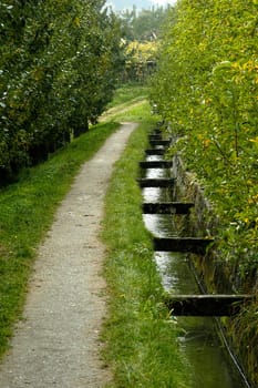 Apple trees