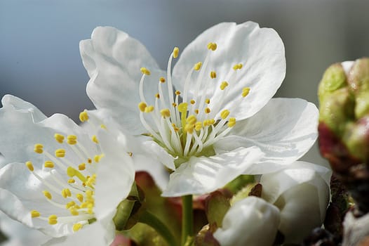 Apple Blossom 9
