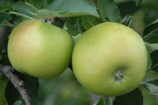 Apples 2