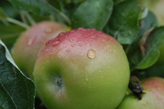 Apples 6