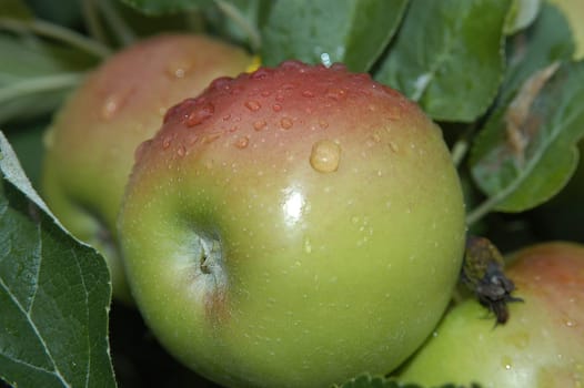 Apples 5