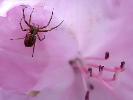 Spider 2