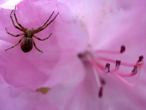 Spider 1