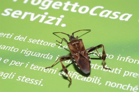 Beetle