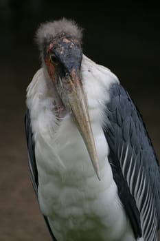 Marabu Portrait