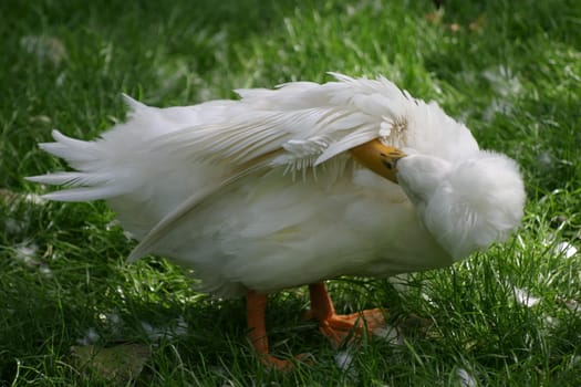 Fuzzy duck