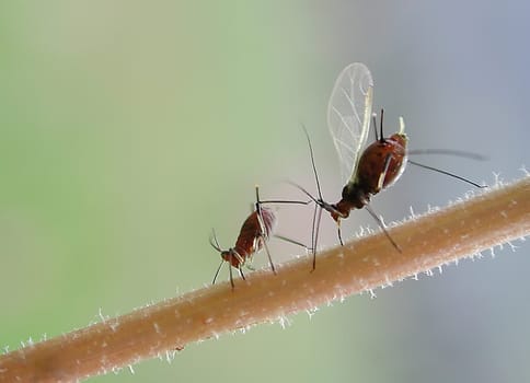 Tightrope walk of the lice