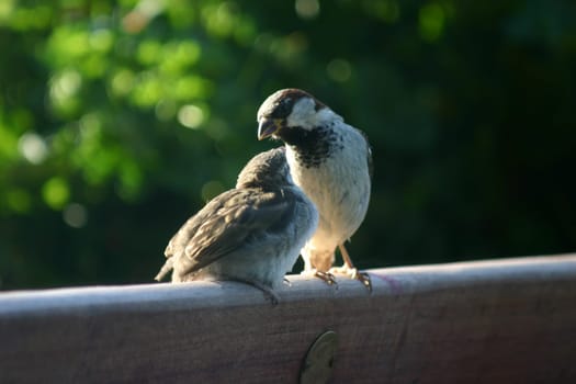 Sparrow feeding