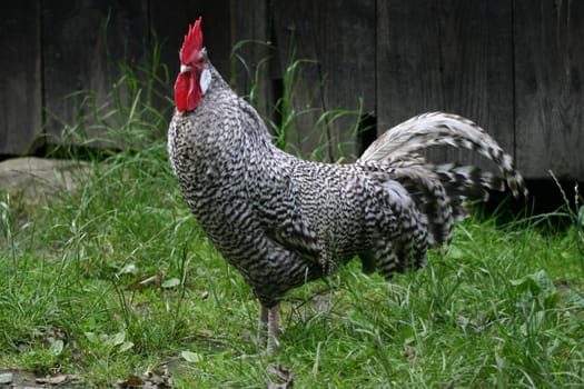 Proud rooster