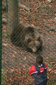 One of many tortured bears who are given the opportunity to live a species-appropriate life without torture in the Worbis Bear Park.