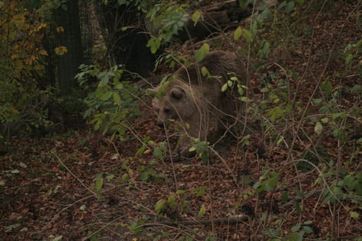 One of many tortured bears who are given the opportunity to live a species-appropriate life without torture in the Worbis Bear Park.